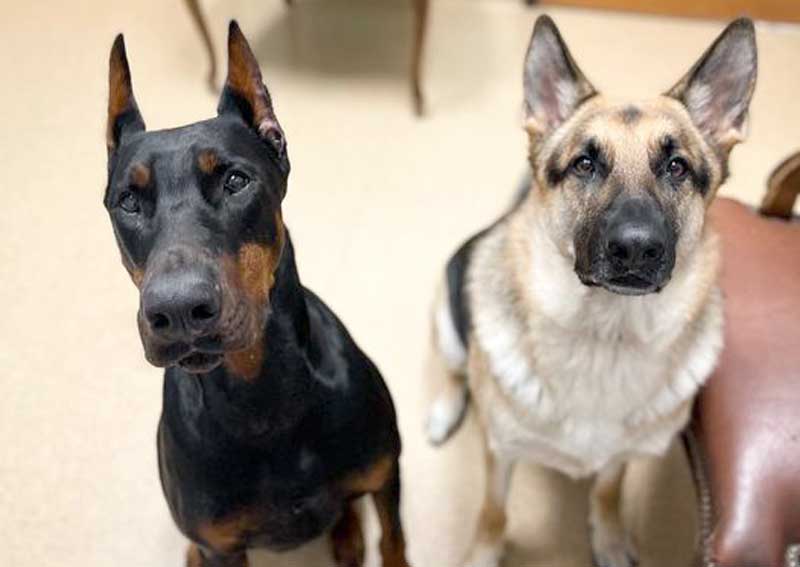 Carousel Slide 3: Adult dog veterinary care