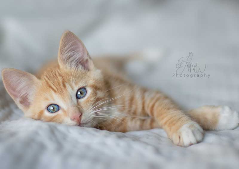 Carousel Slide 4: Kitten veterinary care